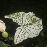 Caladium bicolor (Aiton) Vent.